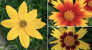Maybe you would like to learn more about one of these? Coreopsis Zagreb And Other Cheerful Tickseed Varieties For The Garden