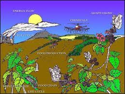 Image result for organisms and their environment