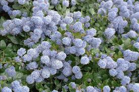 Check spelling or type a new query. Ceanothus Thyrsiflorus Repens Lilla Californiano Arbusti Ornamentali Sempreverdi Online Arbusti Sempreverdi E Da Siepe Online
