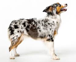 How Often Do You Have To Get Your Australian Shepherd Groomed? What Made You  Decide On Your Schedule? - Quora