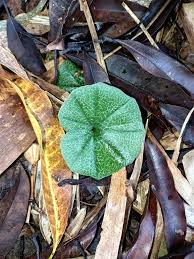 Image result for Nervilia adolphi