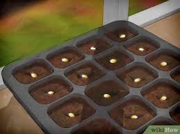 Jan 19, 2021 · butternut squash also is very easy to grow from seed. 3 Ways To Grow Butternut Squash Wikihow