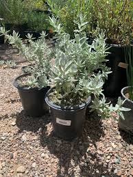 Image result for Salvia stenophylla