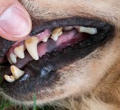 Dog Teeth Care How To Keep Fangs Healthy And Save Money