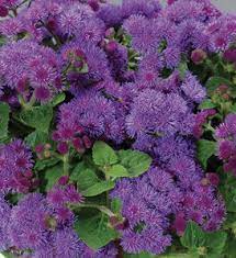 Proven winners flowering shrubs are bred, tested, and selected to bring you more success with less effort. Plants Proven Winners