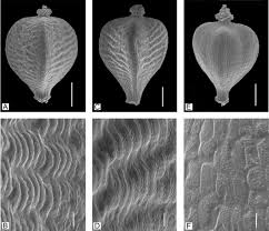 Image result for Bulbostylis sp.no.4