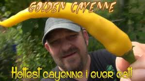 ⟹ Carmen Pepper, Capsicum annuum