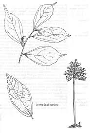 Image result for Celtis mildbraedii