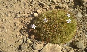 Image result for Oreophyton