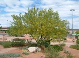 Image result for Acacia farnesiana
