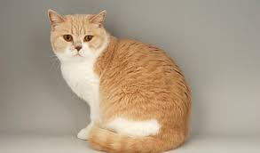 Apart from its fur, the british longhair is identical to the british shorthair. British Shorthair Cat Breed Information