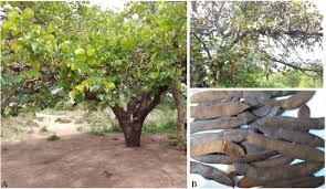 Image result for Piliostigma thonningii