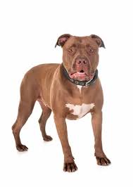Kind, intelligent, fun, loyal and loves snuggles. Red Nose Pitbull Facts You Should Know My Bully Shop