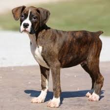 Black And White Boxer Puppies For Sale In California Lee Boxer Puppy 609523 Puppyspot In 2020 Boxer Dogs Funny Boxer Puppy Boxer Dogs