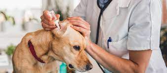 Check spelling or type a new query. The 10 Best Pet Med Stores For 2021 Free Buyers Guide