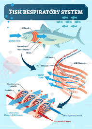 Fish Respiratory System Vector Illustration In 2020 Respiratory System Respiratory Vector Illustration