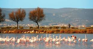Flamands Roses Etang De Thau Herault Tourisme Tourisme Parcs