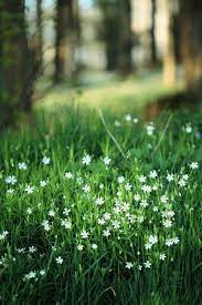 Sometimes beautiful little purple flowers can pop their heads out despite a heavy cover of melting spring snow. This Looks Like Our Lawns This Spring In Our Neighborhood Da H Flowers White Flowers Flower Field