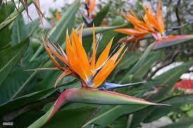 Reference Photos For Artists Flowers Reference Photos For Artists Birds Of Paradise Flower Flowers