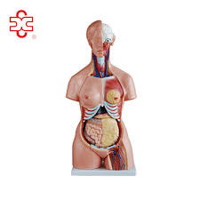 Circulatory system / cardiovascular system: 85cm Medical Dummy Internal Organs Of Human Body Buy 85cm Medical Dummy Internal Organs Of Human Body Human Anatomy Organ Model Female Body Internal Organ Product On Alibaba Com