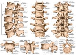 A rectangle with the left side labeled 6 units and the top side how do you figure out square feet? Lumbar Spine Anatomy