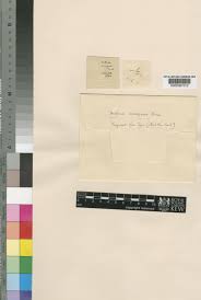 Image result for Alloeochaete namuliensis