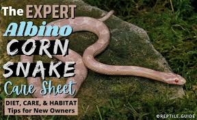 Make sure their enclosure does not get too hot. Albino Corn Snake Care Sheet Diet Habitat More For Beginners