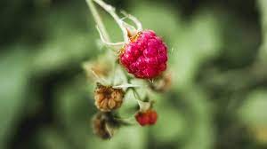 They should be pruned in the late winter or early spring and then again in the summer. How And When To Plant And Prune Raspberry Bushes Dengarden