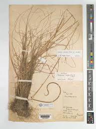 Image result for Ctenium concinnum