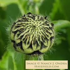 Image result for Cephalaria pungens