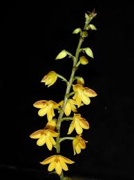 Image result for Polystachya galeata