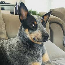 Zoey S Stink Eye Cattle Dogs Rule Blue Heeler Dogs Cattle Dog