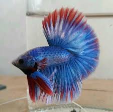 Blue Mascot Betta Fish Betta Fish Pet