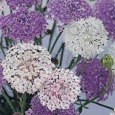 Didiscus Caeruleus Lacy Series Cottage Garden Plants Cottage Garden Garden Seeds