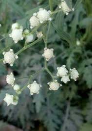 Image result for Elytrophorus spicatus