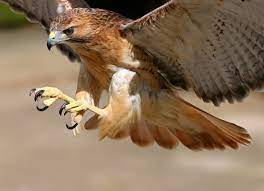 Check spelling or type a new query. Can Small Dogs Be Picked Up By Hawks And Birds Of Prey Petmd