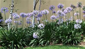Image result for Agapanthus praecox