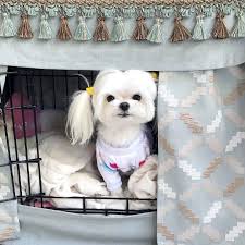 It S A Very Beautiful Pet It Isn T A Normal Dog It A Maltese Quinn Dogbed Maltese Puppy Maltese Dogs Teacup Puppies Maltese