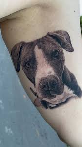 Les presento a TIGER y este es su caso, les cuento!, TIGUER ES UN PIT BULL  QUE APROXIMADAMENTE A SUS 5 AÑOS DE EDAD FUE DIAGNOSTICADO CON ATAXIA  CEREBELOSA, LA CUAL HA ATACADO PRINCIPALMENTE SU ...