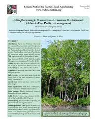 Image result for Rhizophora racemosa