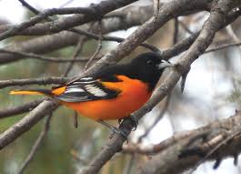 Maybe you would like to learn more about one of these? Attracting Orioles All Seasons Wild Bird Store
