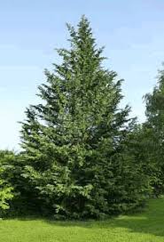 All it takes is a little work to keep it looking great. Cupressocyparis Leylandii Leyland Cypress Pfaf Plant Database