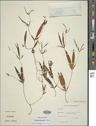 Image result for Blepharis aspera