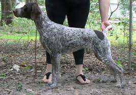 German shorthair hunting dog for sale. Edelmarke Reg D About Us