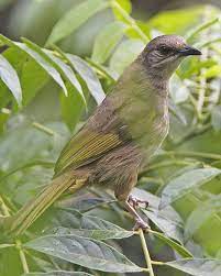 Pada jaman dahulu kala merpati memiliki peran yang sangat penting sekali bagi kehidupan kita. Sekilas Tentang Burung Merbah Belukar Steemit