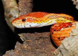 Thinking about getting your first pet snake? How Long Do Corn Snakes Live In Captivity In Depth Guide Petshoper