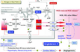 Chart Showing The Mechanism Of Ros Induced Ros Release