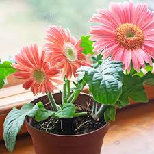 Image result for Gerbera jamesonii