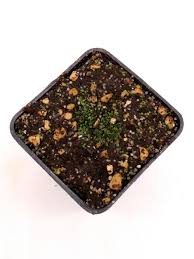 Image result for Utricularia welwitschii