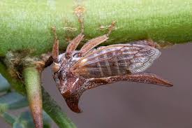 Image result for Oxyrhachis